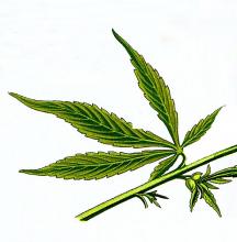 canapa sativa